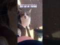 PLAYING WITH YOUR CAT EPISODE 332 #youtubeseries #1trend #viral #comedy