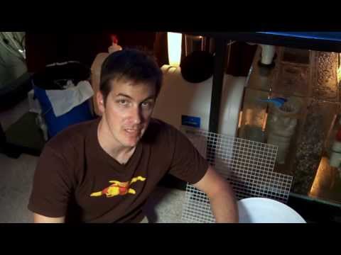 Mr. Saltwater Tank TV Friday AM Quick Tip #139: Seat Belts For Your Corals