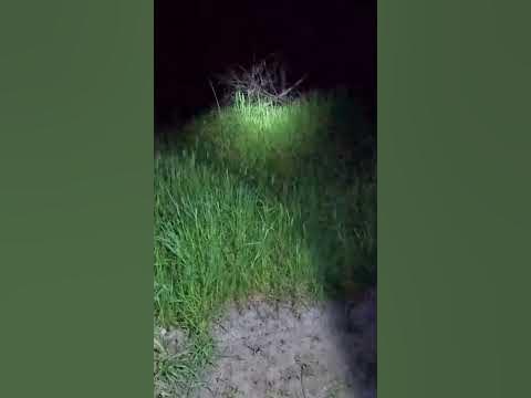 Coyotes Yipping at Night - YouTube