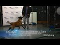 Ryan matthews from world of dog training shows dog tricks with zeus