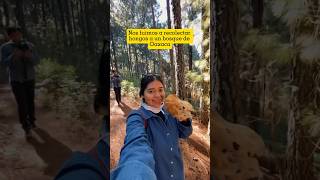 Así es recolectar hongos en un bosque de Oaxaca 🤩🍄  #travel #visitaoaxaca