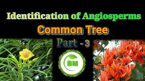 Common Trees in India || Angiosperms Identification | Part - 3 | #plantidentification  #indianplants