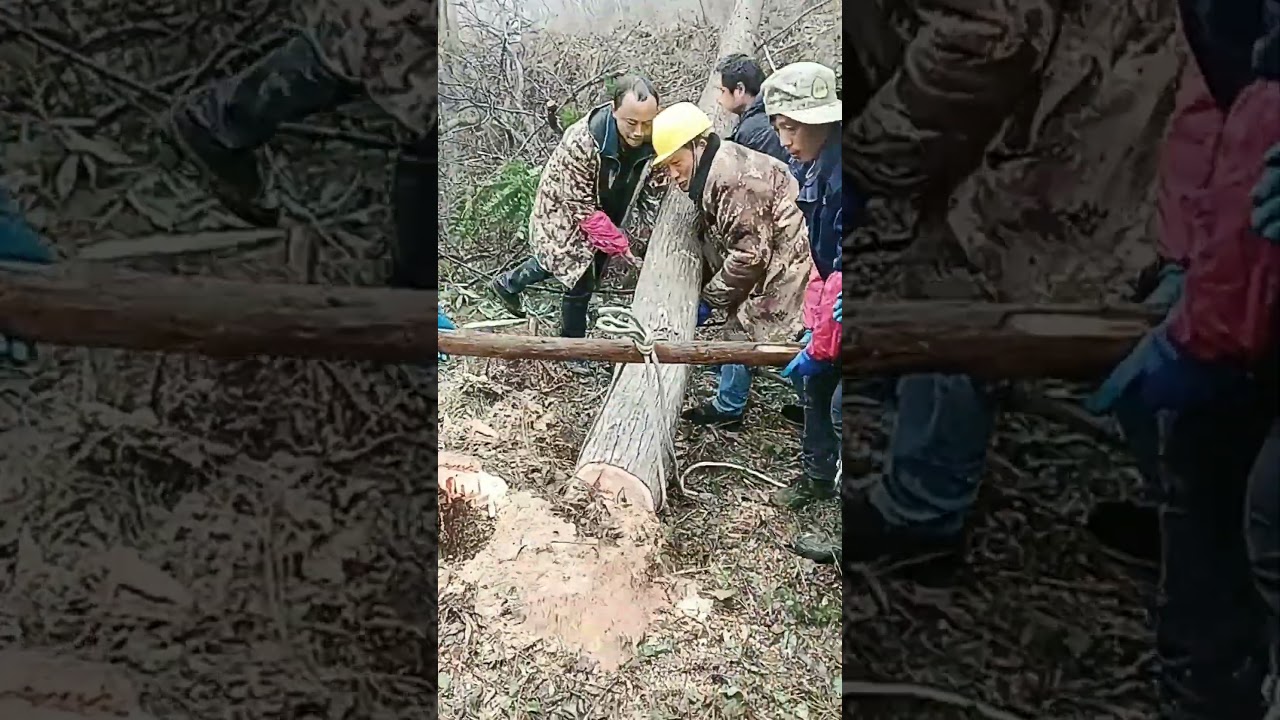 Teamwork To Move Log Wood