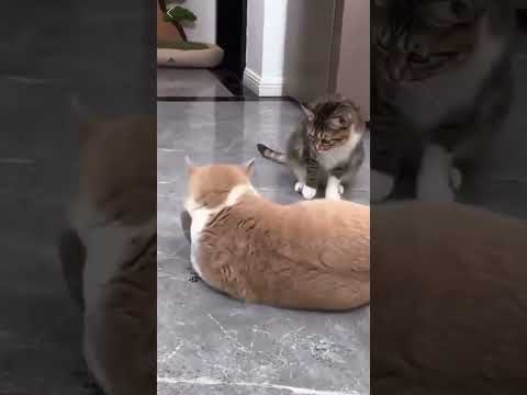 Іграшка для кішок пташка, що летить інтерактивною воробою для кота плюшева іграшка, махає крилами, видео 1