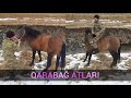 İGİDLƏRİMİZ QARABAĞDA QARABAĞ ATI SÜRÜR