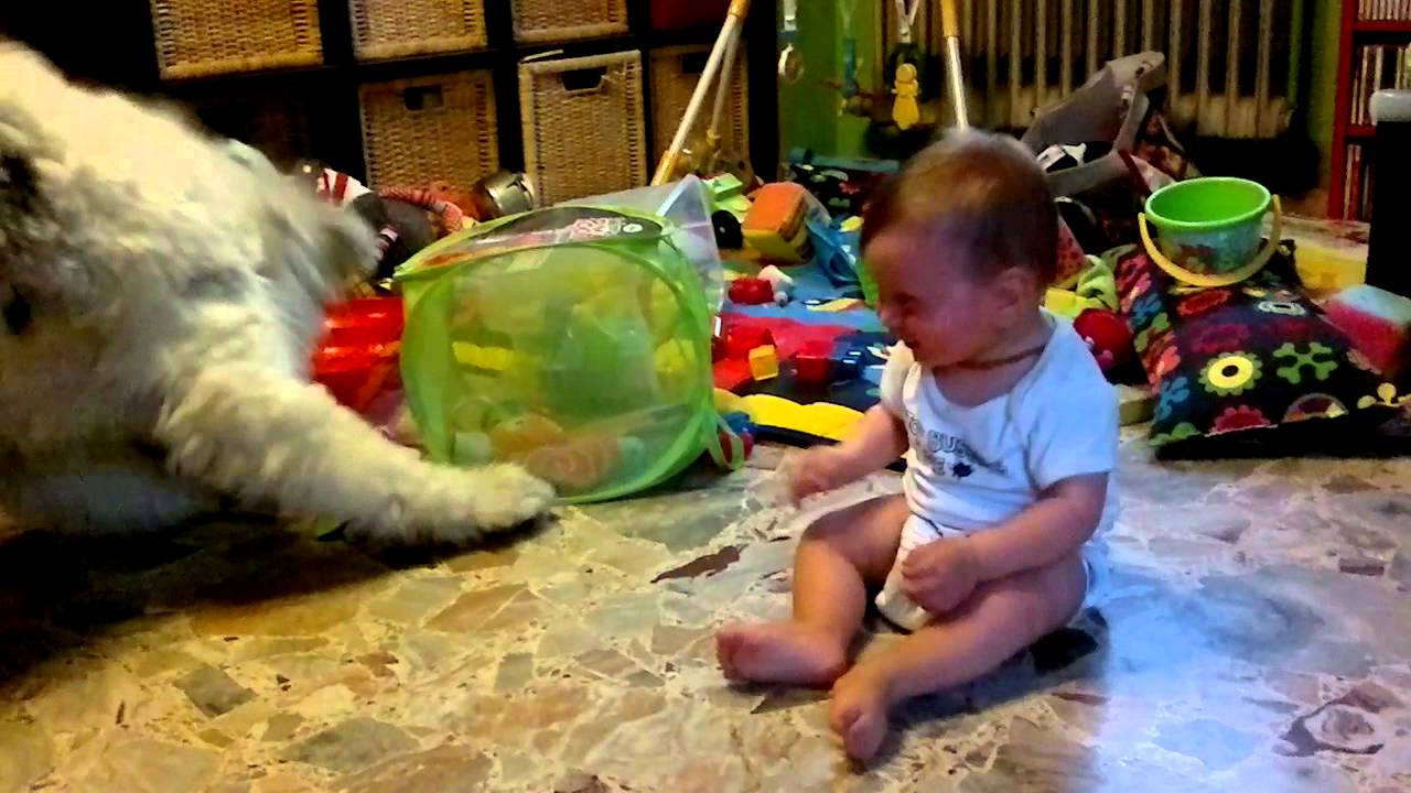 cane che gioca con bambino - YouTube