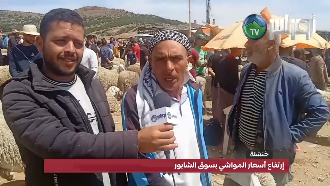 خنشلة إرتفاع أسعار المواشي بسوق الشابور