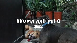 kkuma wants to play with milo | american bully x beagle-labrador mix (beagador)