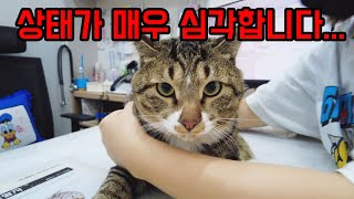 Heungmin, a paraplegic cat who is seriously ill.