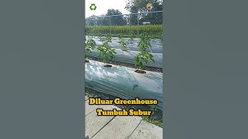 Thumbnail of Di luar Greenhouse Cabe Mulai Tampak Tumbuh Subur #pertanian #greenhouse #agrikultur #berkebun