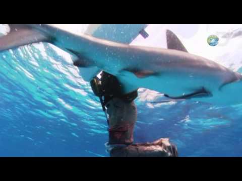 Shark Attack Survival Guide - Fending Off Sharks | Shark Week 2010