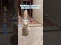 Ranking cutest cats reunion moments