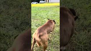 Produced Not Bought8 Month Old Gyp