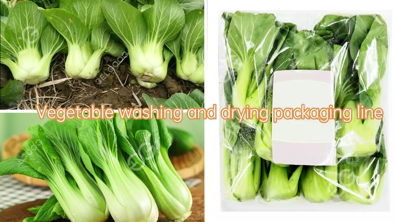 Vegetable Washing Machine Price
