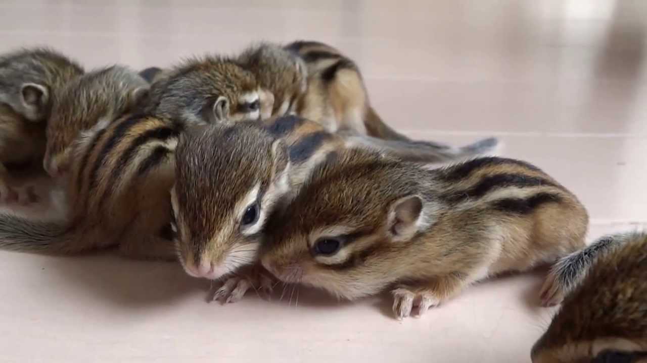 かわいい７つのシマリスの赤ちゃん 生後 １m Cute Chipmunk Babies 1month Youtube