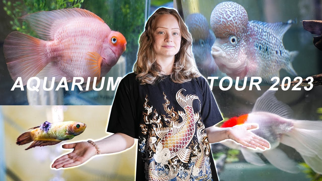 My TOP Favorite Fish as PETS and Why YouTube