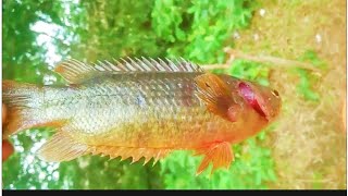 Wow Superb Fishing In Lake Cast Net Fishing Freshwater Fishing Lanka Fishlanka