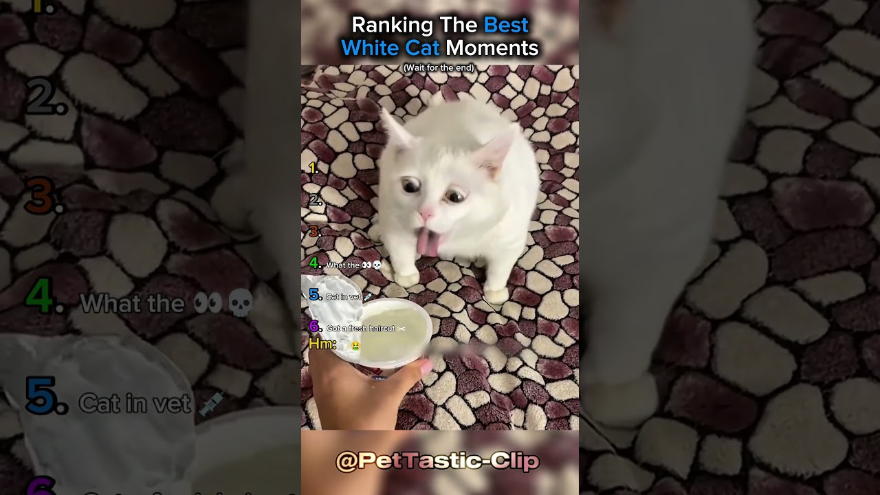 Ranking The Best White Cat Moments!! 🤣