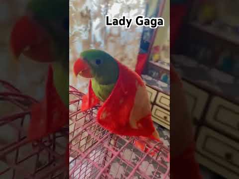 Poly the Lady