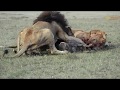 Male Lion Fights Cubs Over Warthog Kill   Part 1 // Wild Extracts