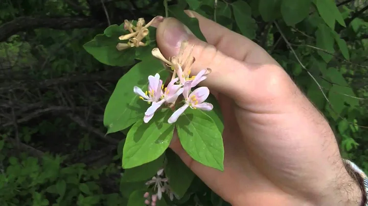 Bush Honeysuckles, identification of the Wisconsin Invasive Species Lonicera spp.