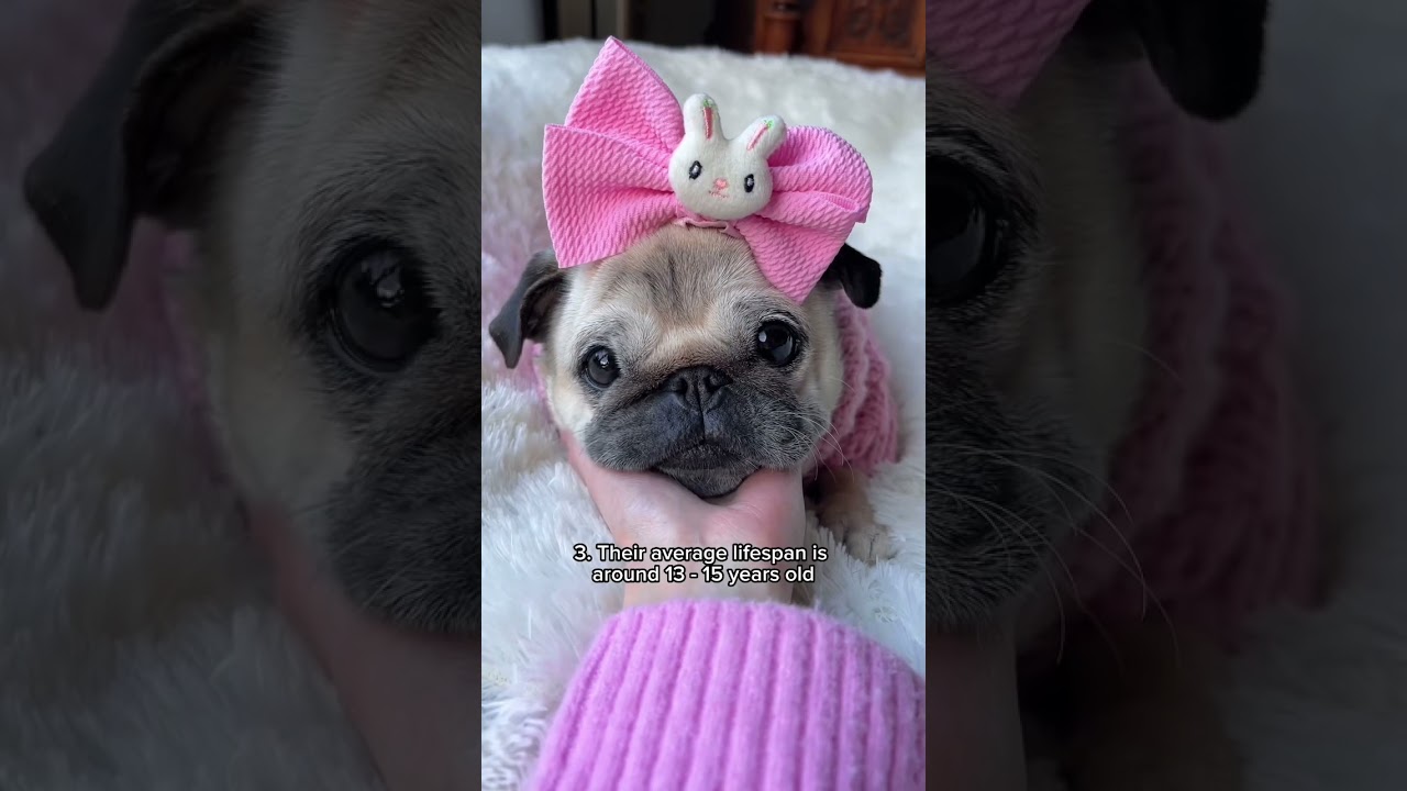 Some Facts About Pugs 