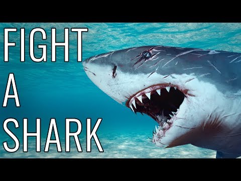 How To Fight A Shark - EPIC HOW TO