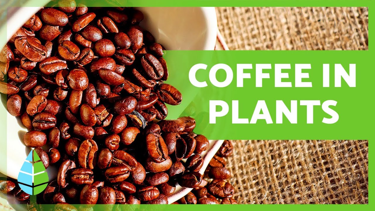 How To USE COFFEE On PLANTS Benefits And Uses Of Coffee In The 