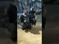 These Gorillas Have Better Dance Moves Than Me! 🦍💃
