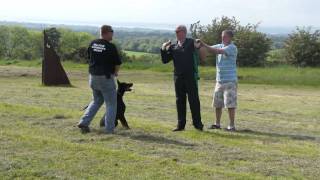 bellevue dobermans paul