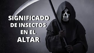 Santa Muerte: significado de insectos en el altar