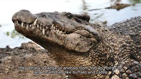 Thế giới động vật   cá Sấu  &  Báo đốm