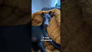 Када Папка В Камандиловке