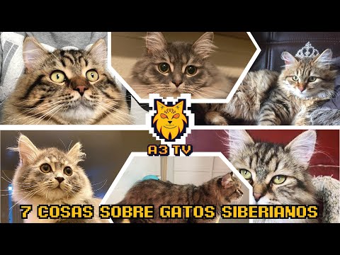 Video: Cómo Distinguir A Un Gato Siberiano De Otras Razas