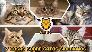 Siete cosas que debes saber sobre los gatos siberianos // GATOS SIBERIANOS NO ALERGIAS