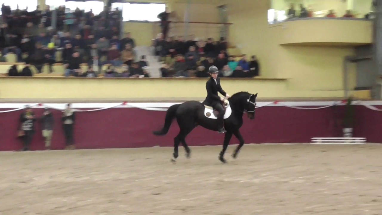 Ogier HERALD III Ur 1998 Rasa HOL HERALDIK X LORENZ Partynice 2020 