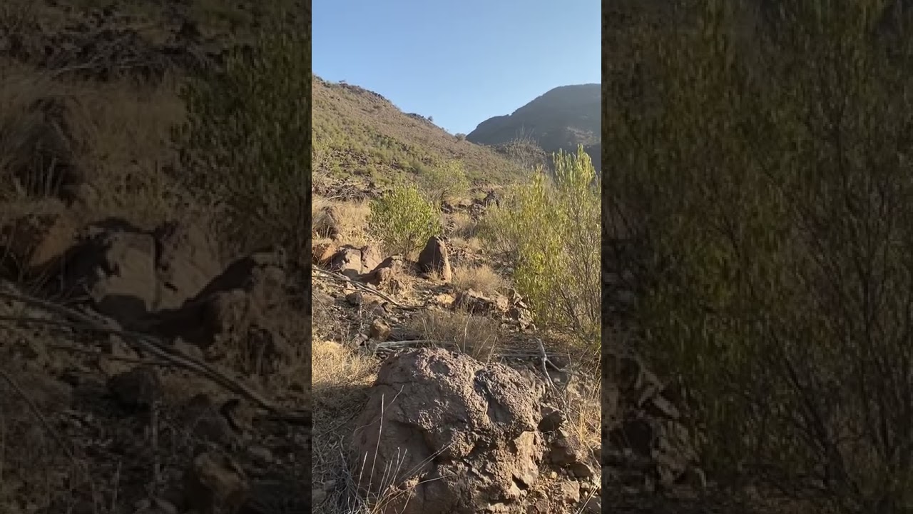 قصيده جتني من الشاعر علي حسين بن كردم وهذا ردي