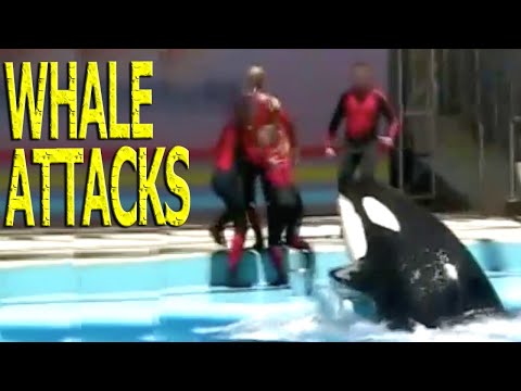 KILLER WHALE ATTACKS HELPLESS PERFORMER AT WATER PARK!