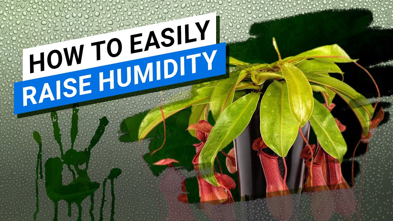 ️ 💦 How to Easily Raise Humidity for Your Plants - How to help