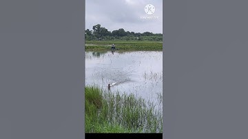 Cận cảnh lên cá khủng #lurre cá lóc # săn Hugo dạo quanh đập Phước hòa # câu cá giải trí #