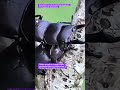 [Incredible Insect Archives] Small Stag Beetle:The Passion for Generations #4k #insects #asmr