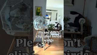 Please don’t clip your birds wings #perruche #periquito #sittich#parrocchetto #periquitoaustraliano