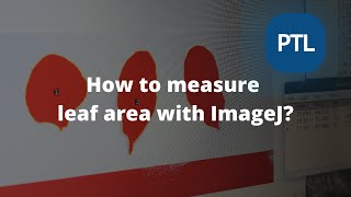 How to use ImageJ for leaf area? Step-by-step instruction for ImageJ to measure leaf area screenshot 2