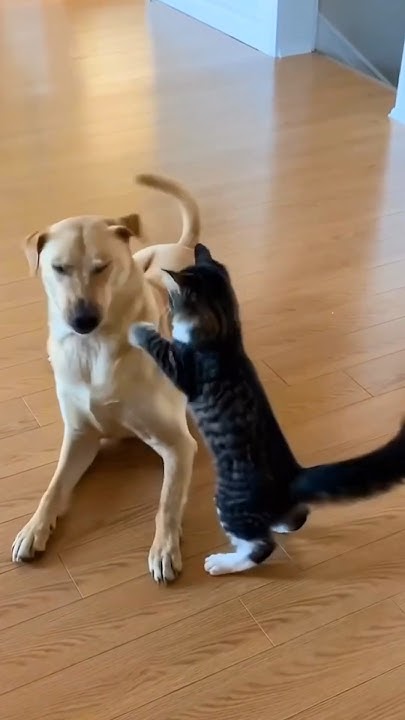 Cute Kitten vs. Dog: Adorable Wrestling Match! #cuteanimals #cat #