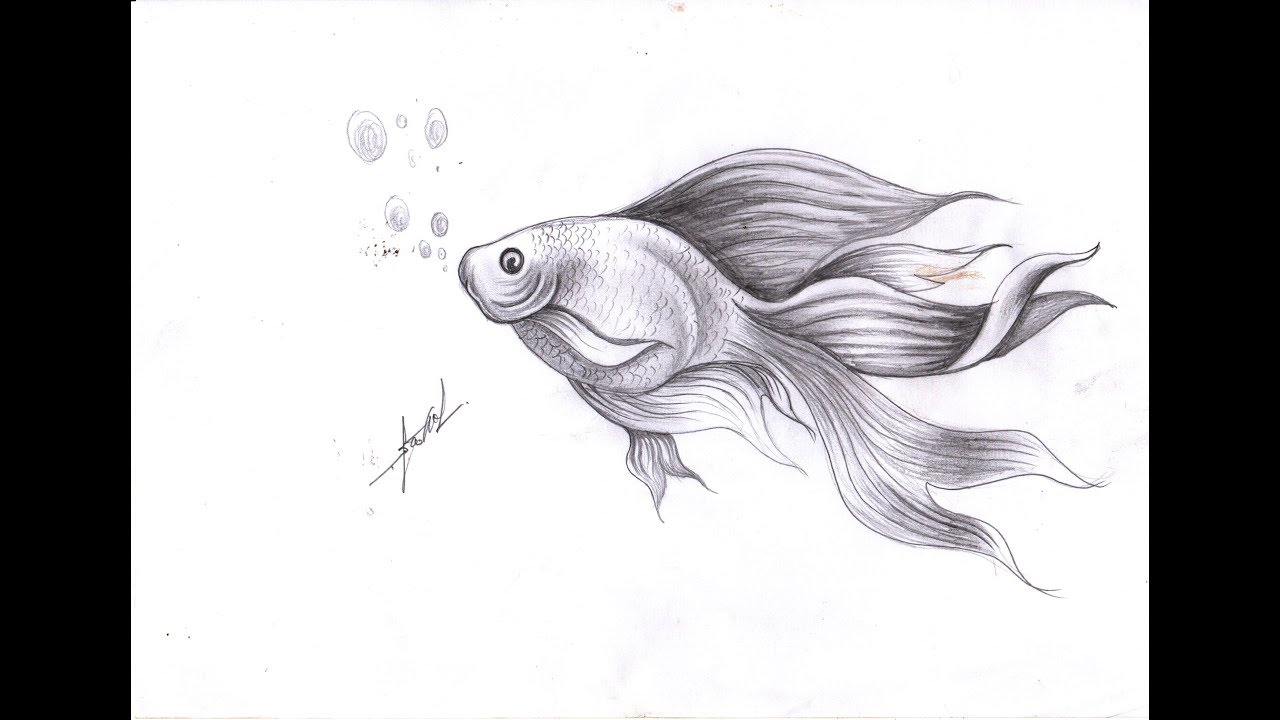 how to draw cute fish - Draw fish By Pencil - Samut CTC Art - YouTube