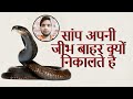 सांप बार बार अपनी जीभ क्यों निकलता है | Snake | Saanp | Tougue | AC Prashant