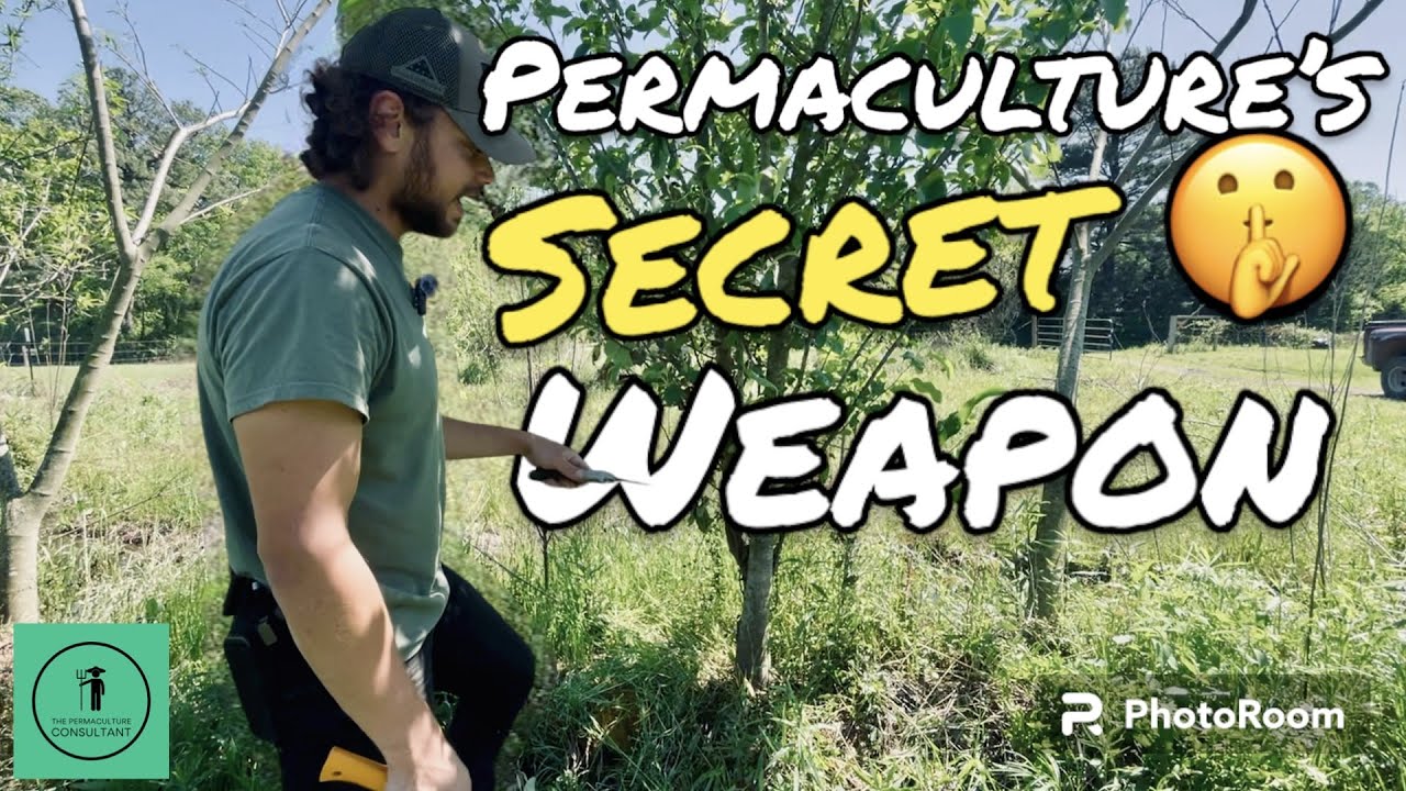 Why Chop and Drop is the Ultimate Permaculture Hack