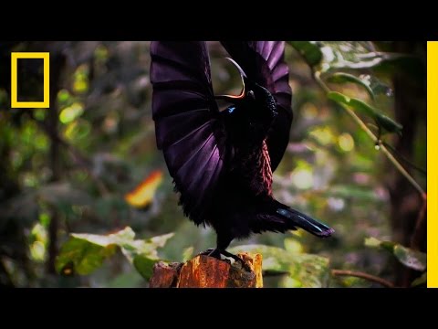 Amazing Avian Evolution | Birds of Paradise