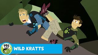 WILD KRATTS | Indian Mongoose! | PBS KIDS