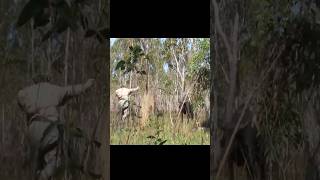 Buffalo Charge, Quick Draw BOOM